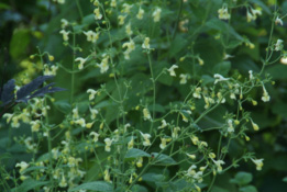 Nepeta govaniana Geel kattekruid bestellen